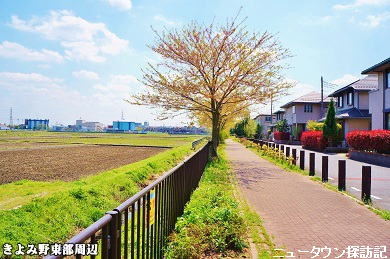 kiyomino (15).jpg
